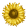 icon1