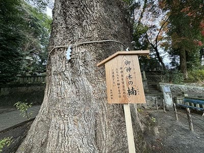 �����̐_�lDX