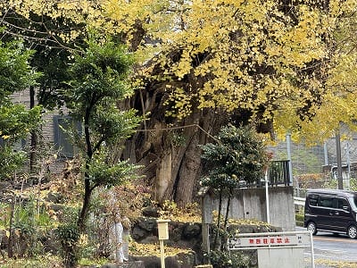 �����̐_�lDX