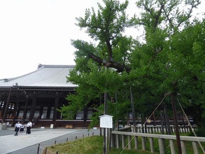 �����̐_�lDX