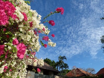 �����̐_�lDX