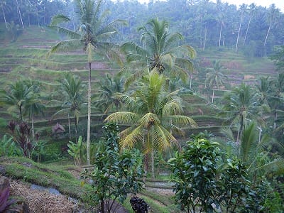 �����̐_�lDX