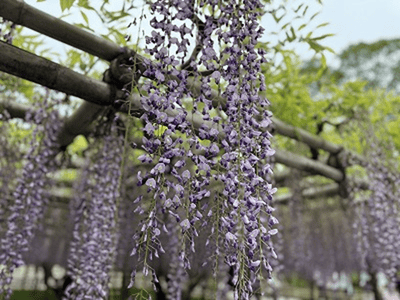 �����̐_�lDX