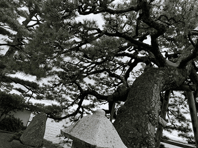 �����̐_�lDX