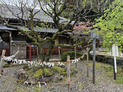 �����̐_�lDX