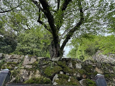 �����̐_�lDX