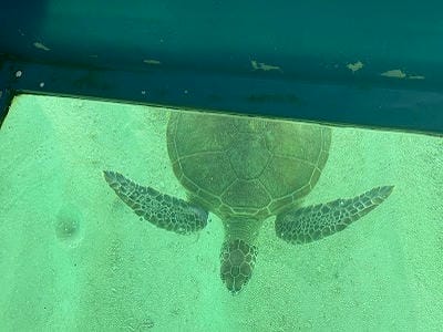 �����̐_�lDX