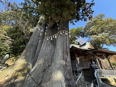 �����̐_�lDX