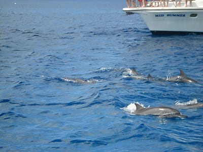 �����̐_�lDX