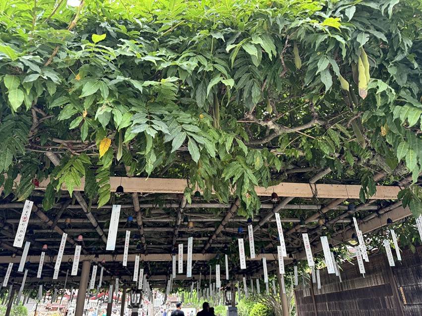 �����̐_�lDX