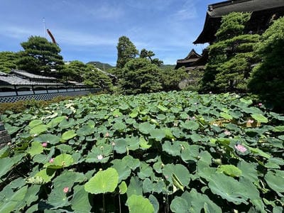 �����̐_�lDX