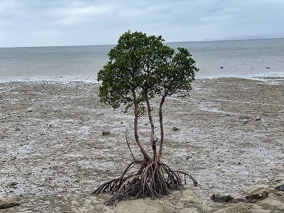 �����̐_�lDX