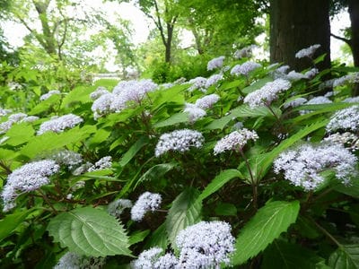 �����̐_�lDX