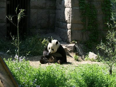 �����̐_�lDX